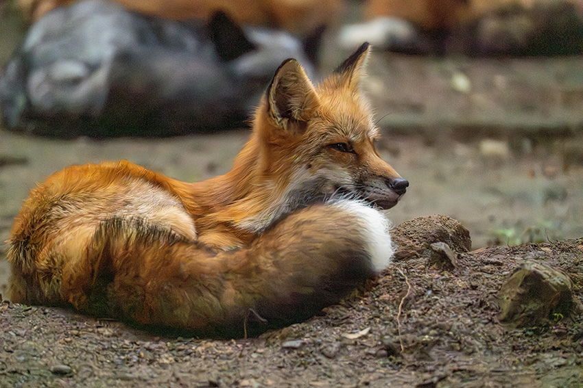 宮城蔵王キツネ村で,もふもふ狐たちに会ってきた - sunsun fineな日々 宮城蔵王キツネ村で,もふもふ狐たちに会ってきた - sunsun fineな日々