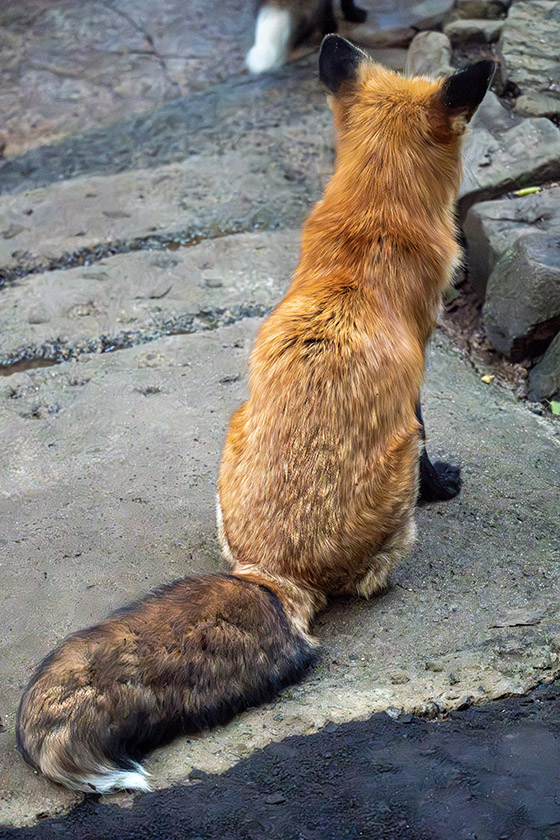 宮城蔵王キツネ村で，もふもふ狐たちに会ってきた - sunsun fineな日々