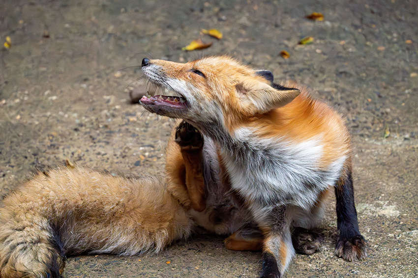 宮城蔵王キツネ村で，もふもふ狐たちに会ってきた - sunsun fineな日々