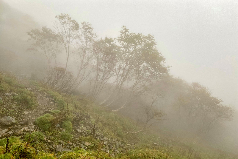 大門沢の樹林帯