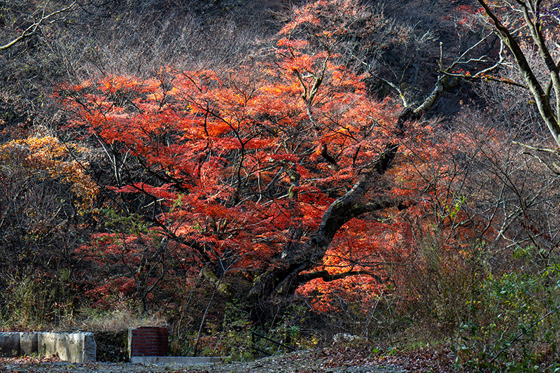 伊香保温泉の紅葉