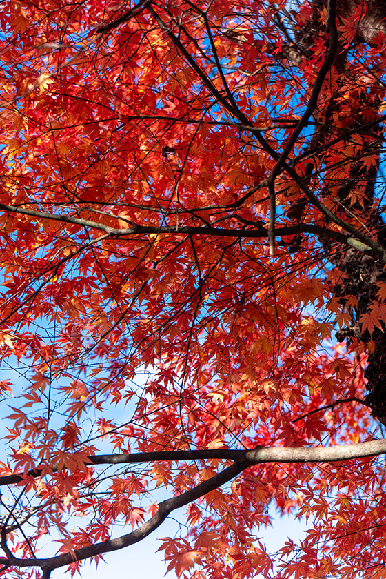 紅葉を見上げながら伊香保温泉神社へ