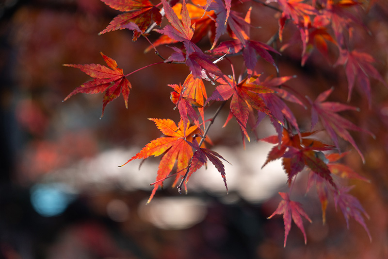 紅葉狩りは後半戦