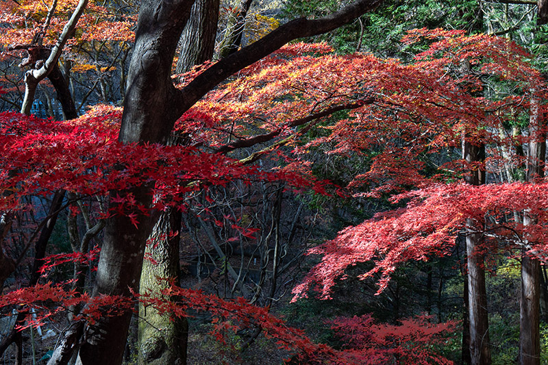 紅葉・枝ぶり