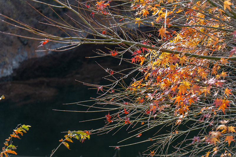 ふもとではまだ紅葉