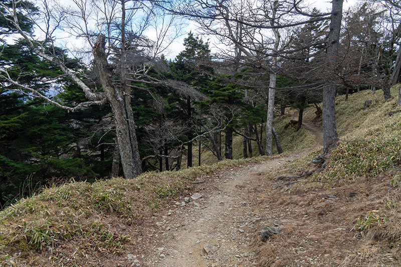 道は樹林帯に続きます