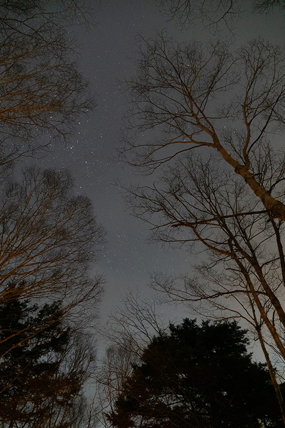 木立と星空