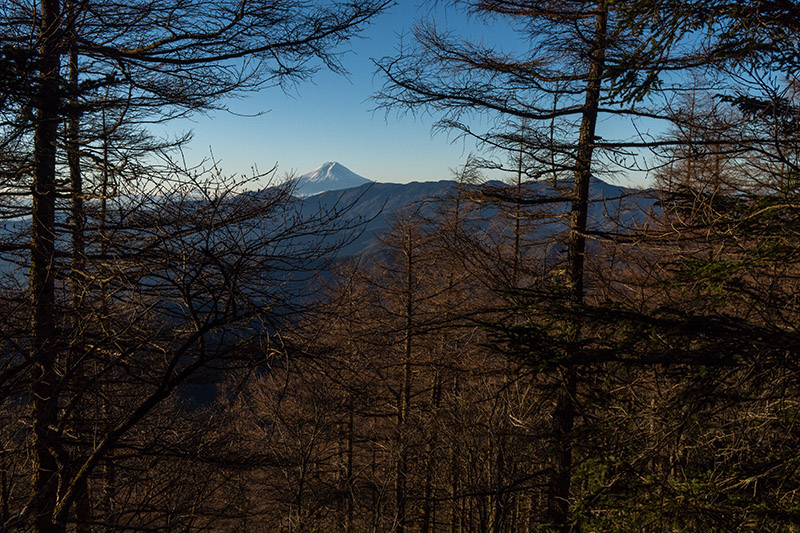 カラマツの林の向こうに富士山
