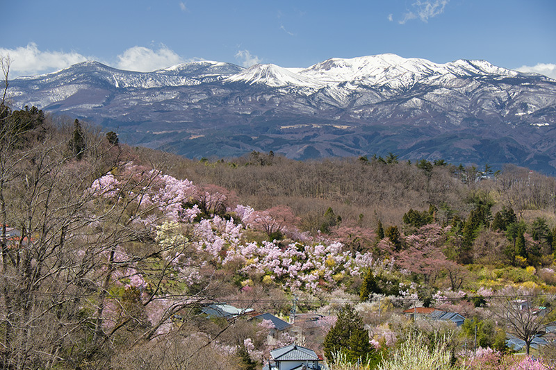 花見山公園から吾妻連峰