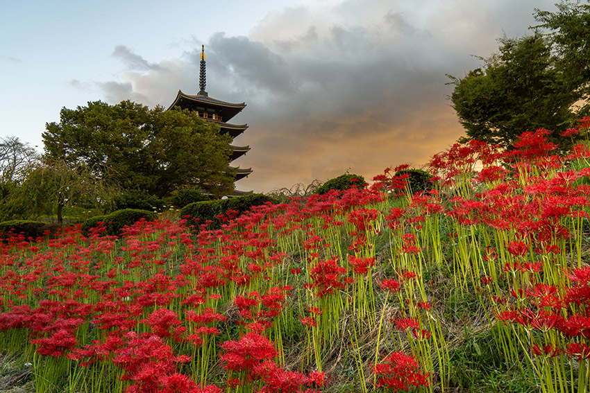 彼岸花