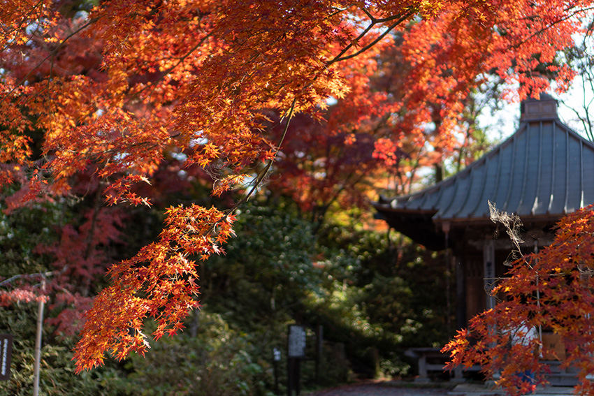 文知摺観音の紅葉