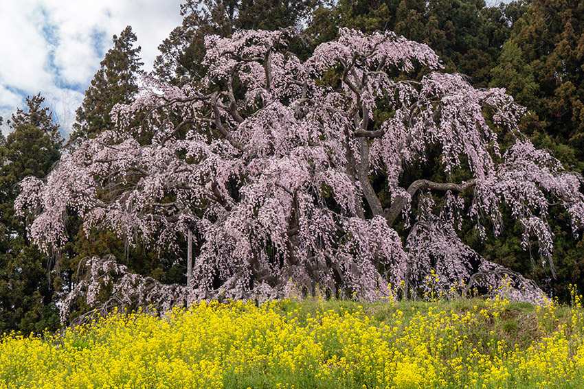 合戦場のしだれ桜