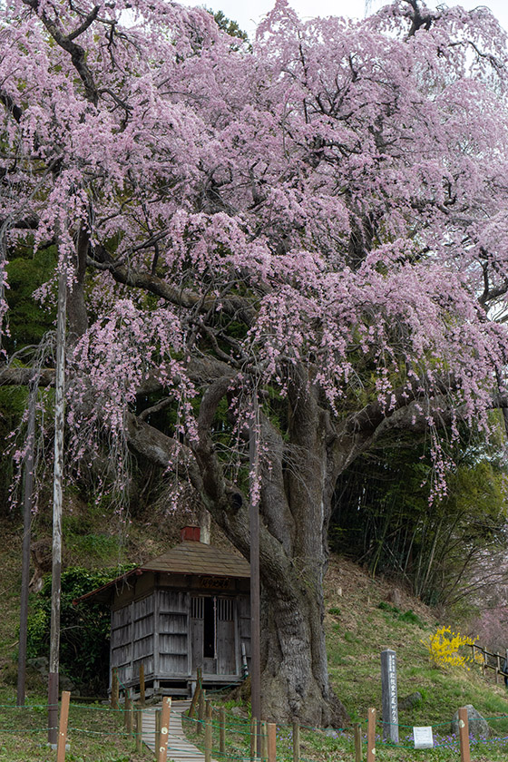 紅枝垂地蔵桜