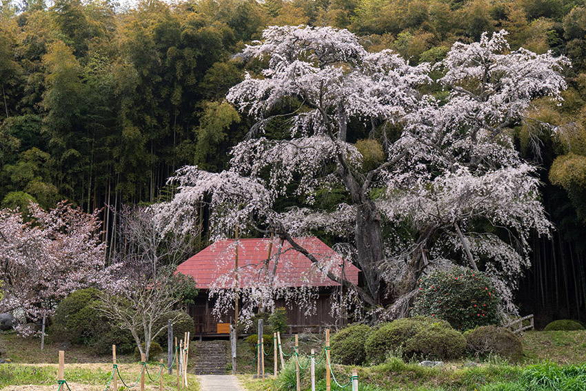 雪村桜