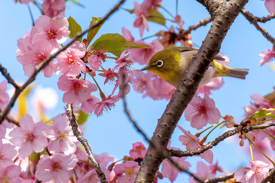 河津桜にメジロ