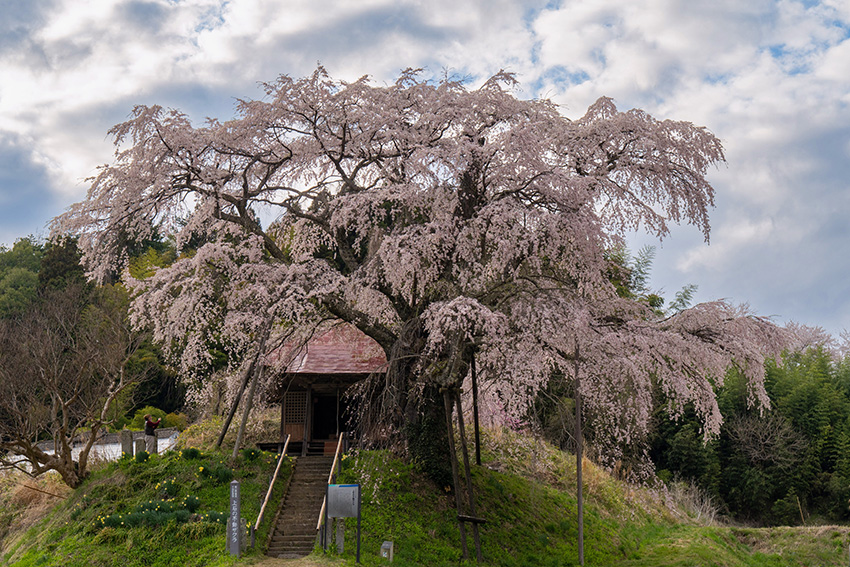 上石の不動桜