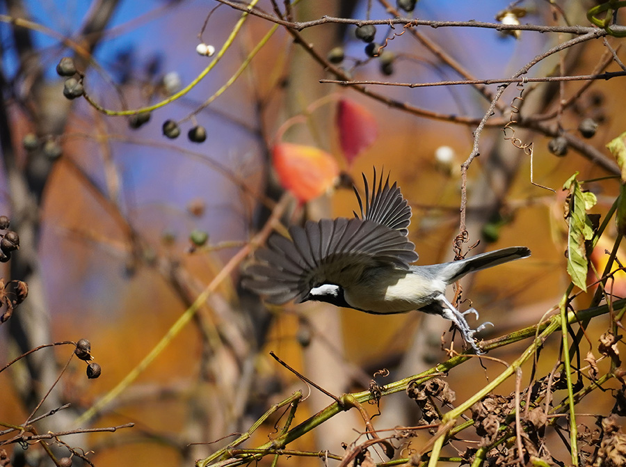 冬は野鳥撮影の季節