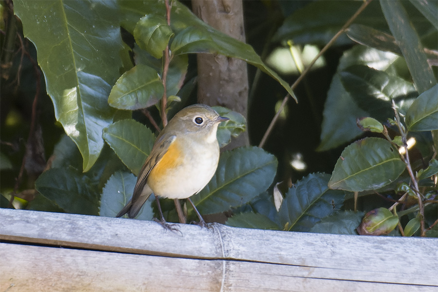 ルリビタキ♀