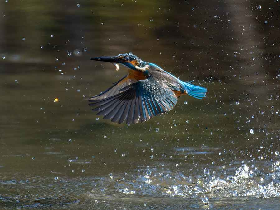 カワセミのダイブ！善福寺公園でカワセミの飛び込みを撮影しました