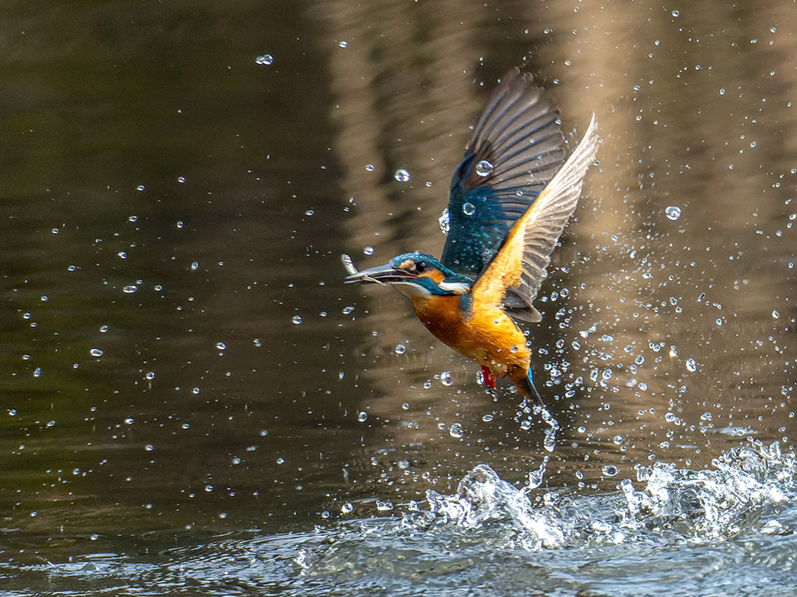 カワセミのダイブ！善福寺公園でカワセミの飛び込みを撮影しました