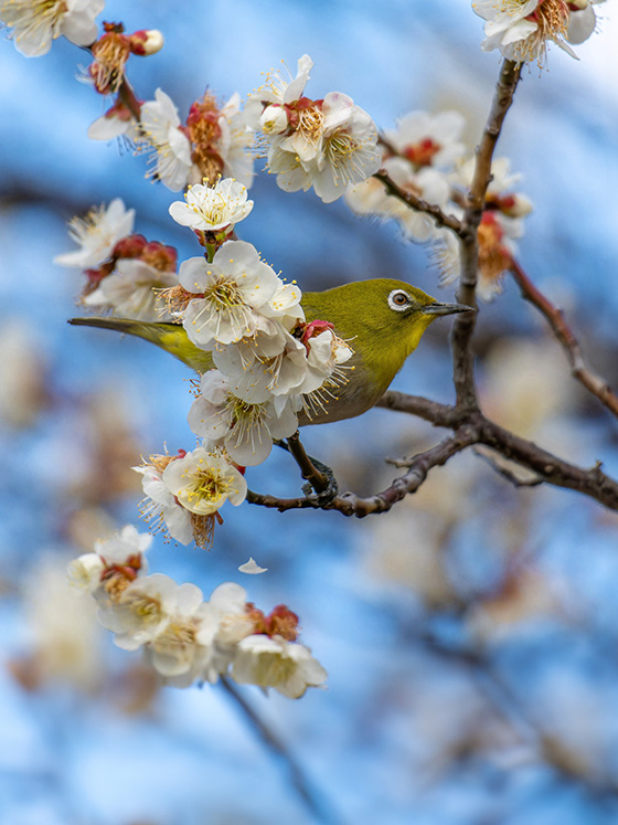 梅の花に抹茶色の小鳥