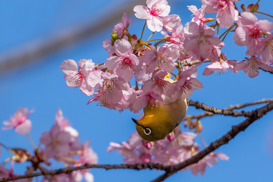 メジロの体に河津桜の色が映ります