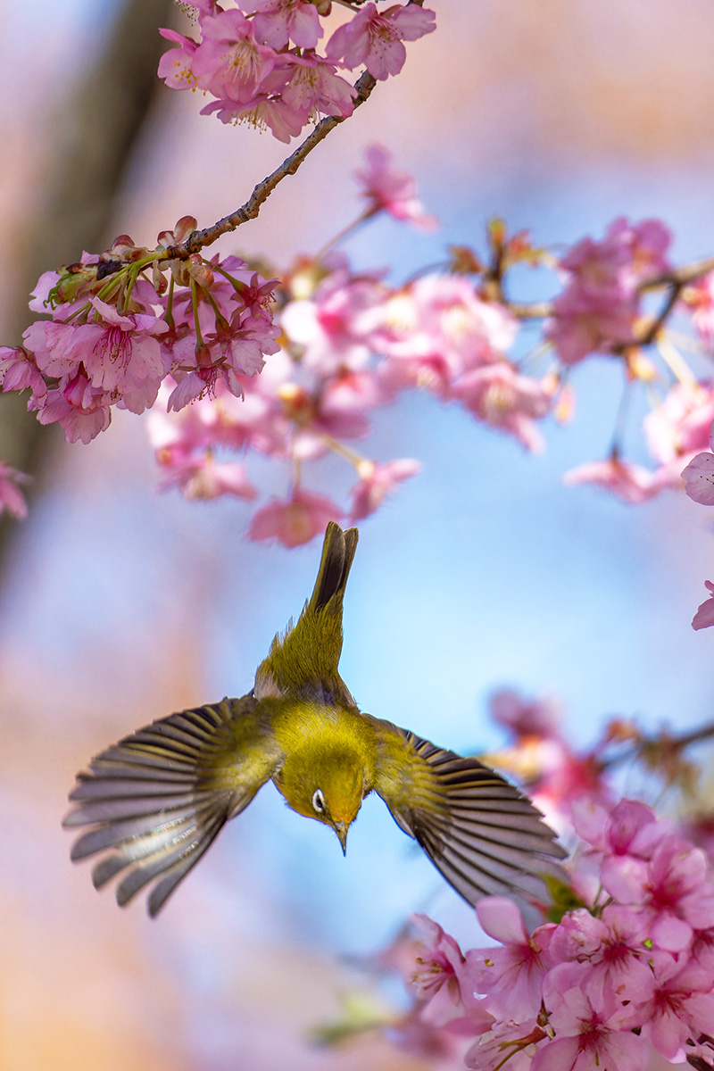 サクラジロー飛ぶ