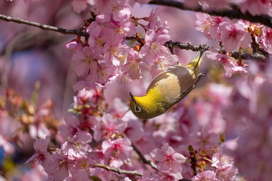 また逆さまで蜜を吸う(笑)