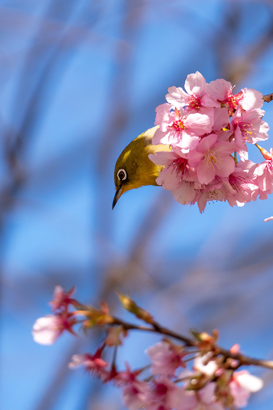 枝先からひょっこりサクラジロー