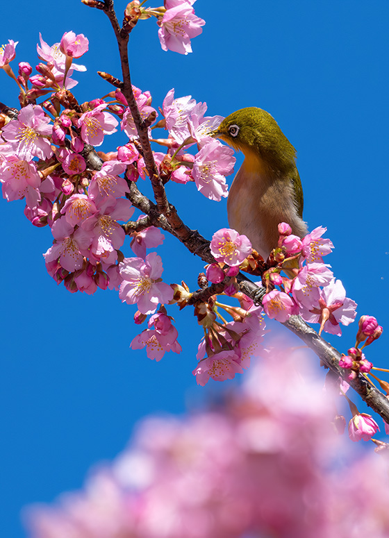 春の妖精・桜ジロー