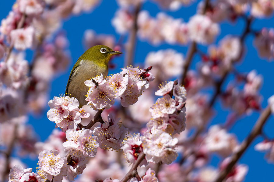 ピンクのウメジロー