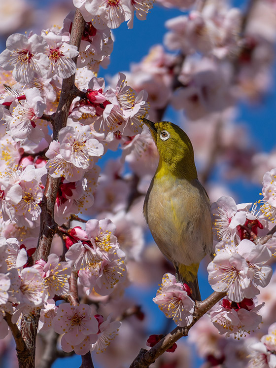 梅の蜜を吸うメジロ