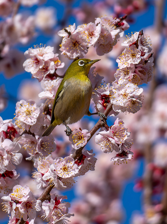 リースに囲まれたウメジロー