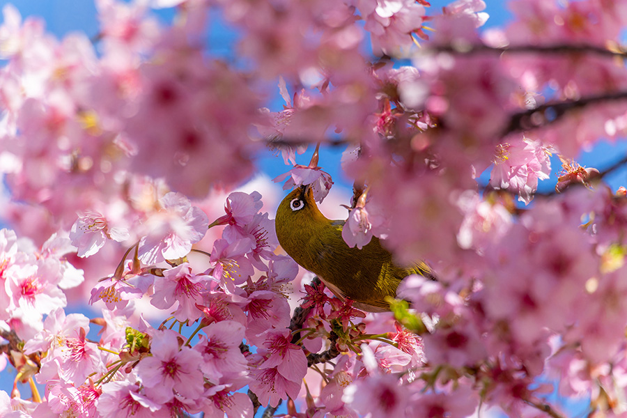 メジロは桜の夢の中