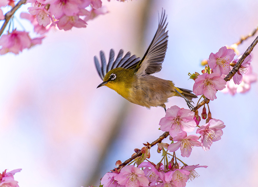 枝から枝へと飛んでゆく