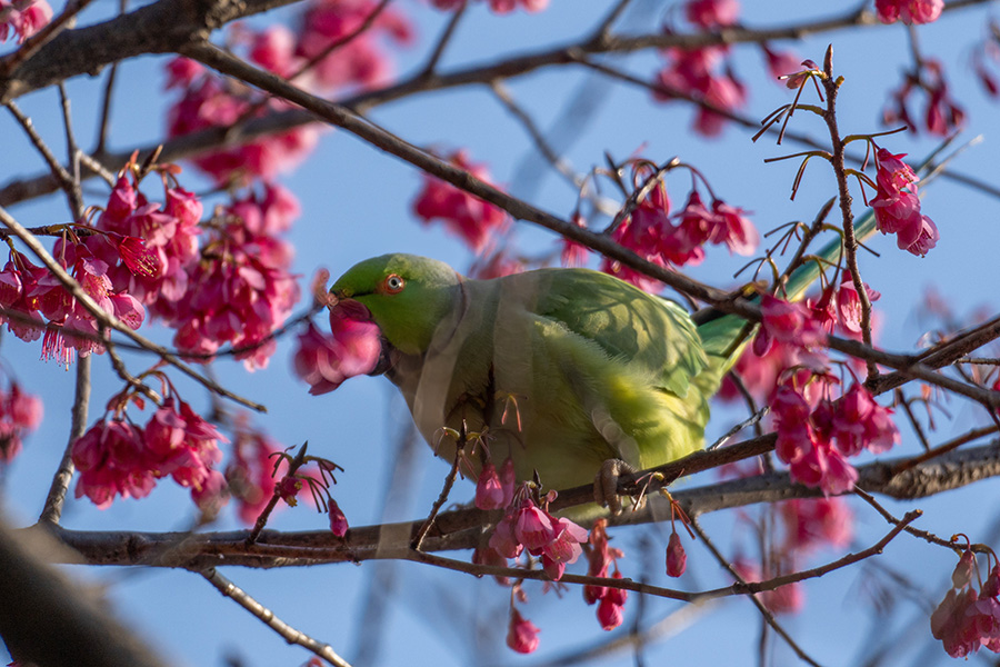 ワカケホンセイインコ