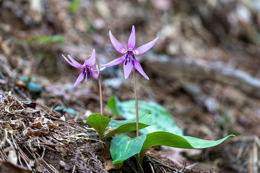 カタクリの花