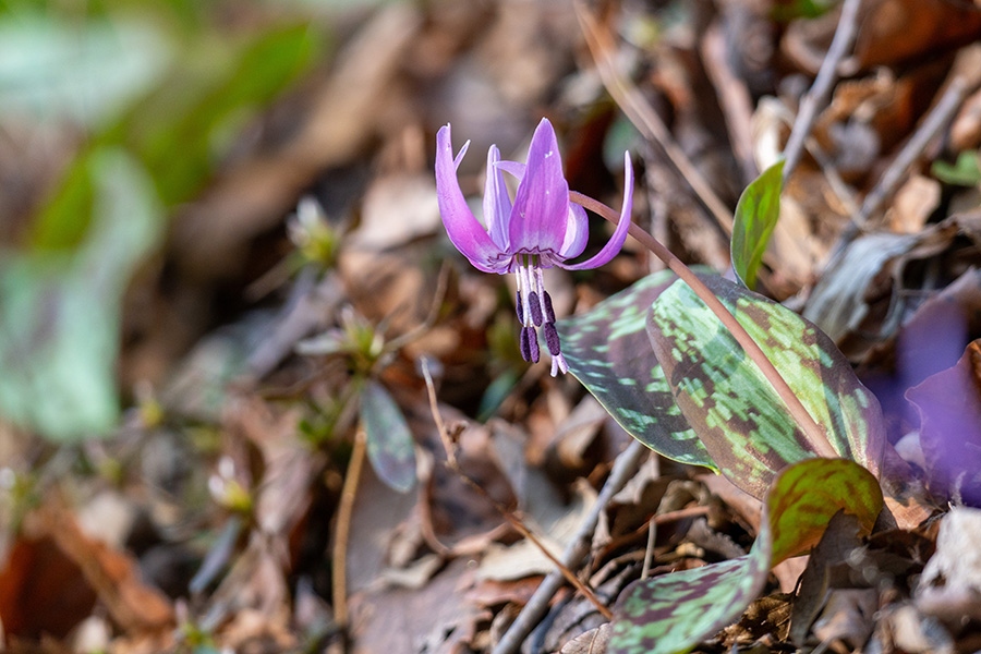 そりかえった花びらがかわいい