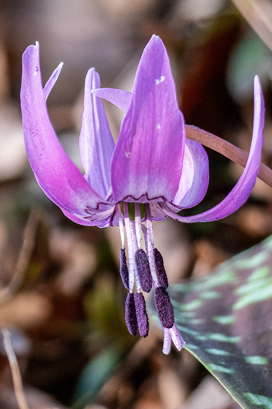 花粉は紫色