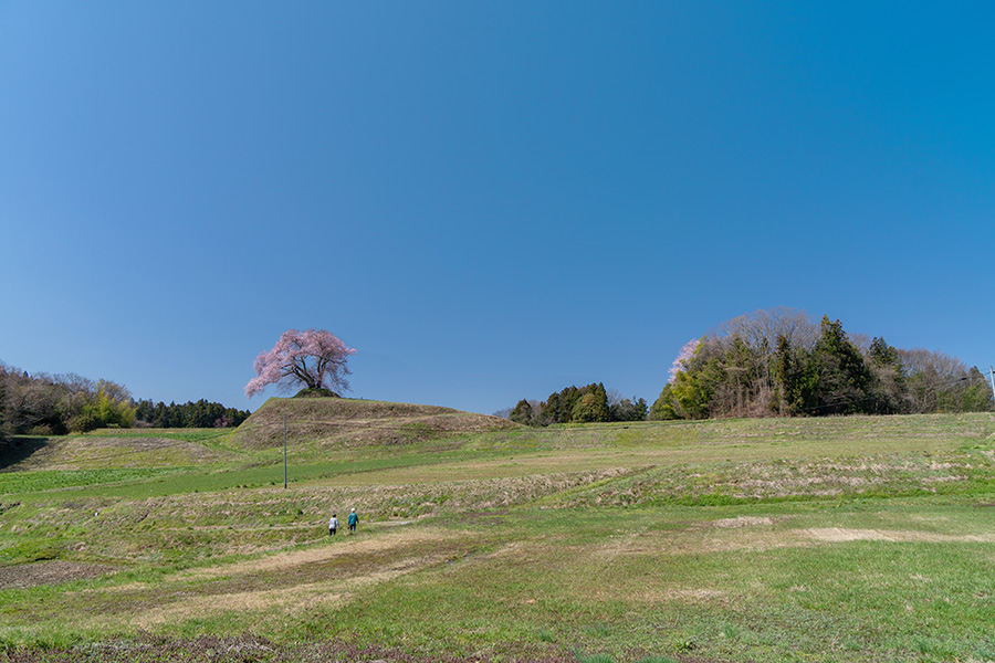 平堂壇の桜