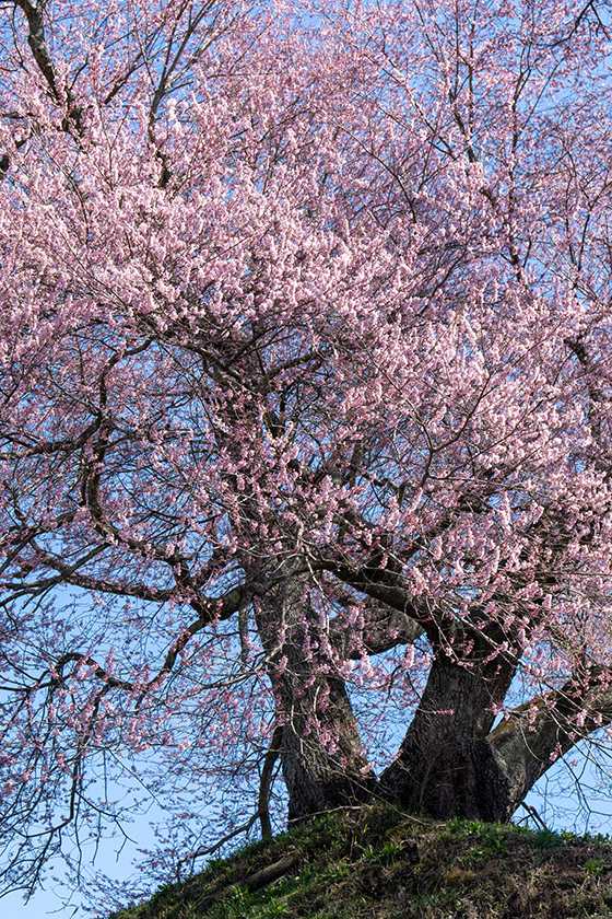 平堂壇の桜・根元