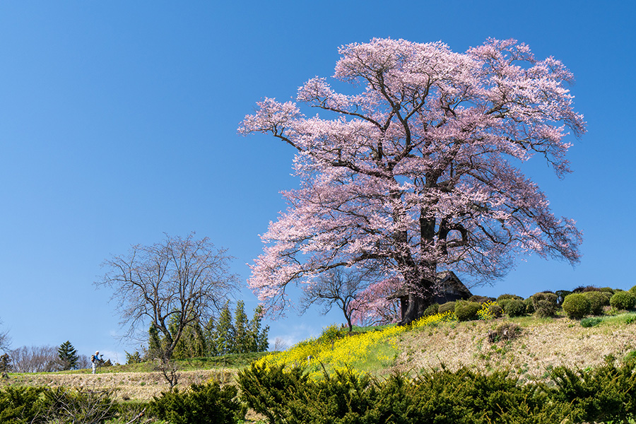 七草木の天神桜