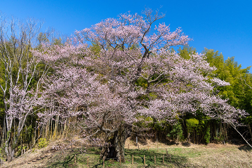 南成田の大桜