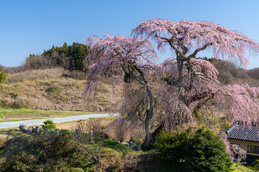 戸ノ内桜