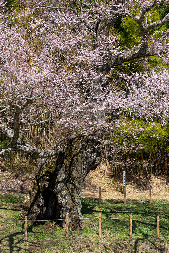 大桜の根元