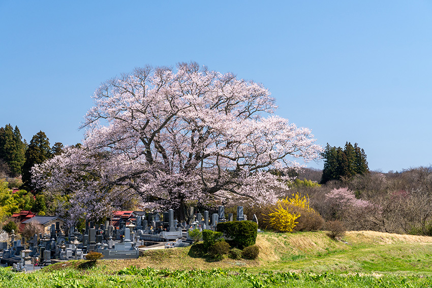 七草木の桜