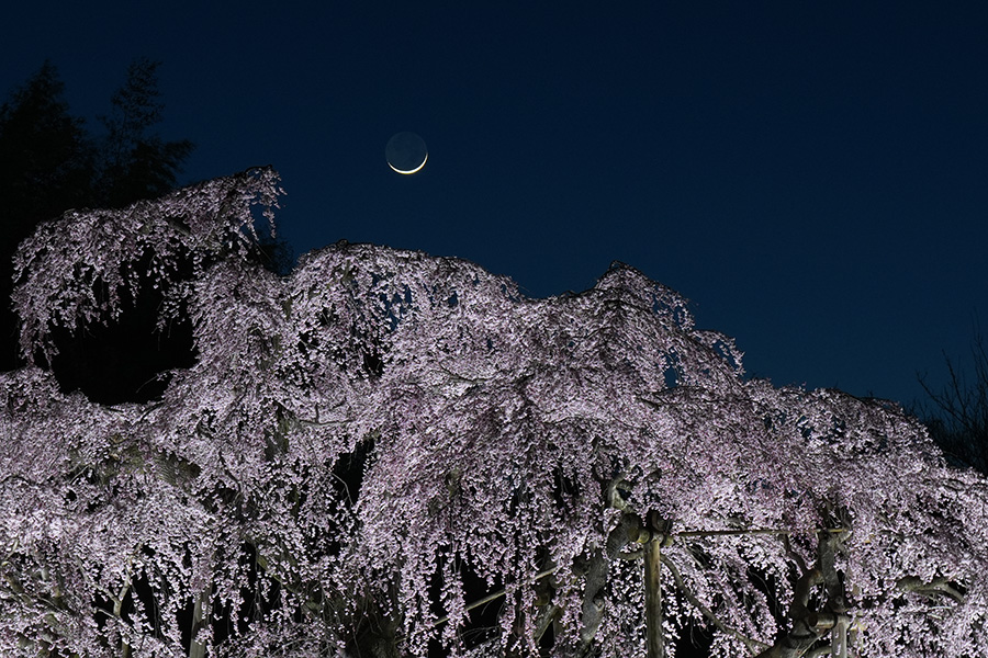 滝桜の上に月