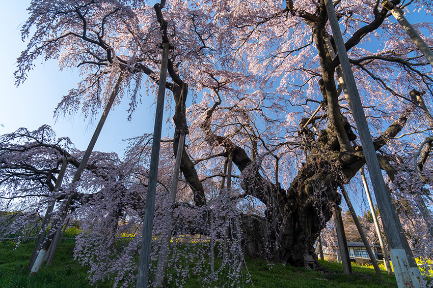 滝桜の根元に立つ