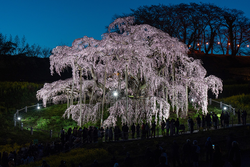 滝桜ライトアップ