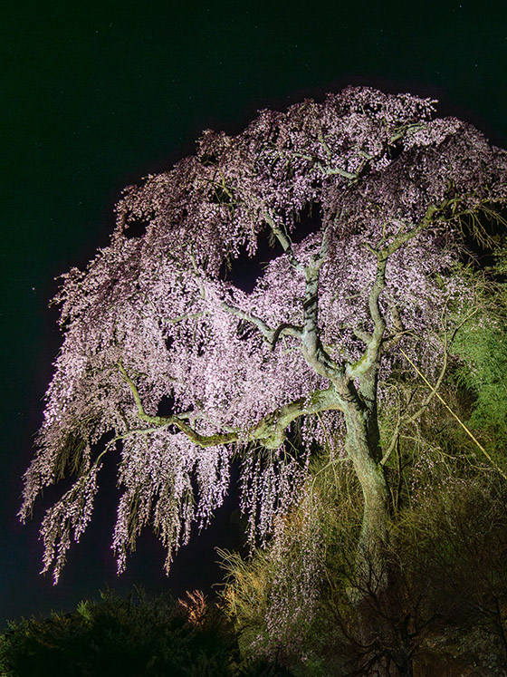 常楽院の桜